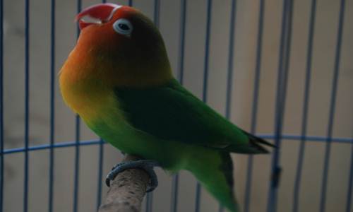 https://miefbird.blogspot.com/2018/03/cara-membuat-lovebird-ngekek-panjang.html