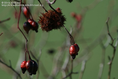 http://www.biodiversidadvirtual.org/herbarium/Rosa-sp.-img212972.html