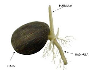 artikel ini membahas tentang Cara Membuat Kecambah Kelapa Sawit Berkualitas Unggul - cara membuat kecambah kelapa sawit kualitas unggu, fungsi kecambah kelapa sawit dalam pembibitan