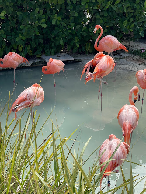 flamingo flock