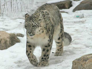  Kumpulan Spesies Kucing Terbesar Yang Ada Di Dunia