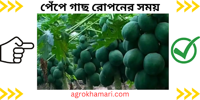 পেঁপে গাছ রোপনের সময়