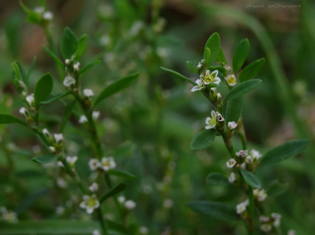 Rdest ptasi, rdest różnolistny, Polygonum aviculare