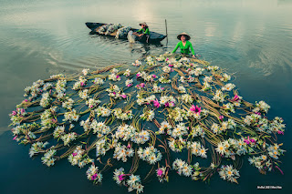 Harvesting water lily flower in Mekong Delta