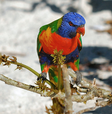  Gambar  Burung  Yang  Cantik Gambar  06