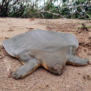 Cantor's giant 
soft-shelled turtle