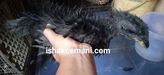 ayam cemani cemani harga ayam cemani ayam cemani harga ayam kedu ayam cemani asli harga ayam cemani asli harga ayam hitam harga ayam cemani untuk ritual ayam hitam cemani ayam cemani putih ayam cemani hitam ayam hitam semua ayam kintamani harga ayam selasih harga ayam cemani termahal ayam cemani adalah ayam cemani temperament pitik cemani ayam kedu putih ayam cemani lidah hitam makanan ayam cemani harga ayam cemani lidah hitam harga ayam cemani lidah abu jenis ayam cemani ayam hitam untuk ritual bekicem ayam cemani walik ayam kedu adalah harga ayam cemani hitam harga ayam kedu harga ayam cemani putih harga anakan ayam cemani cemani adalah cemani ayam ayam bekicem ayam kedu petelur harga cemani ayam cemani betina harga ayam kedu putih harga ayam hitam cemani ayam kedu hitam anakan ayam cemani jenis jenis ayam cemani ayam cemani mix ayam selasih untuk dijual cemani lidah hitam ritual ayam cemani ayam cemani jantan harga ayam cemani betina harga ayam cemani jantan harga ayam cemani umur 2 bulan harga ayam hitam semua ayam jago cemani cemani putih ayam cemani lidah abu harga ayam cemani anakan cemani lidah abu peternak ayam cemani harga pasaran ayam cemani keistimewaan ayam cemani harga ayam hitam asli harga cemani lidah hitam ayam cemani palsu harga anakan ayam cemani lidah hitam ayam cemani putih asli makanan ayam cemani lidah hitam ayam cemani asli harga ciri ayam cemani asli ayam cemani hitam harga cara merawat ayam cemani ayam hitam cemani harga ayam cemara hitam harga ayam cemani lidah abu dewasa penjual ayam cemani harga ayam cemani dewasa lidah ayam cemani harga ayam cemani sepasang ayam jago cemani hitam ayam cemani kedu harga ayam kintamani daftar harga ayam cemani ayam kate cemani harga ayam cemani walik black ayam cemani eggs ritual harga ayam jago cemani harga pitik cemani ayam cemani murah penjual ayam cemani terdekat ayam cemani standard pasaran ayam cemani ayam cemani anakan jago cemani jenis ayam kedu harga ayam kate cemani cemani walik harga ayam cemara putih ayam cemani ayam cemani hitam ayam jenis ayam cemani asli cara memelihara ayam cemani pembeli ayam cemani ayam kedu cemani harga ayam cemani lidah abu2 ayam cemani civcivi harga anakan cemani peternakan ayam cemani asli ayam cemani hitam asli cara ritual ayam cemani cara beternak ayam cemani cemani asli ayam cemani buat ritual ayam cemani feed ayam cemani jago ayam cemani bangkok ayam cemani club kate cemani anakan cemani ayam cemani super beternak ayam cemani putih ayam cemani ayam cemani darahnya hitam ayam cemani kapas harga ayam cemani kedu daftar harga ayam cemani asli ayam jantan cemani harga ayam cemani umur 1 bulan cemani harga ayam cemani crossbreed harga ayam cemani hitam semua tentang ayam cemani perawatan ayam cemani ciri ayam cemani harga ayam kedu hitam harga anakan ayam cemani asli ayam cemani kate asli ayam cemani harga ayam cemara hitam ayam cemani bertelur makanan khusus ayam cemani harga cemani asli ayam cemani lidah abu abu harga ayam cemani asli 2020 harga ayam cemani super harga ayam cemani paling murah ayam cemani peru ayam selasih asli harga ayam cemani asli sepasang anakan ayam cemani asli ayam cemani berkokok ayam kedu asli ayam putih cemani harga pasaran ayam selasih cemani lidah abu abu