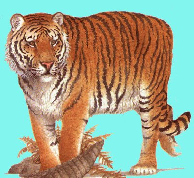 Tigre de Bengala