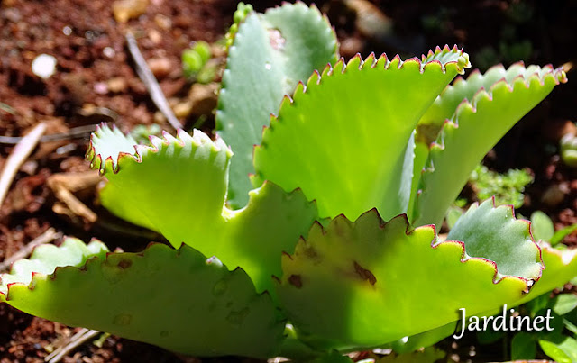 Kalanchoe laetivirens - Mãe de milhares