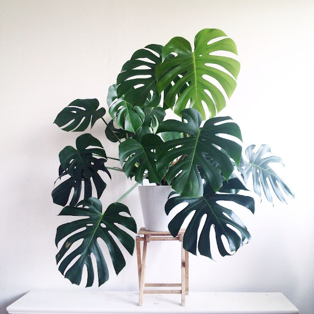 Monstera Plant