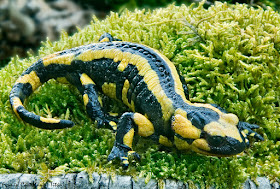 Salamandra común (Salamandra salamandra)