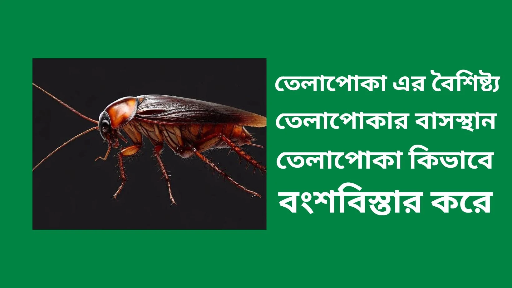 তেলাপোকা কিভাবে বংশবিস্তার করে