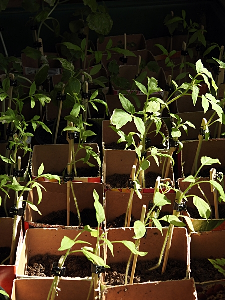 tomatplanter