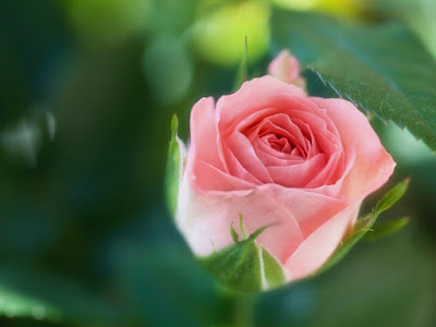 fotografias de rosas rosada