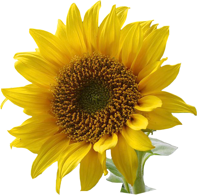 Free Free 179 Free Clipart Sunflower Pictures SVG PNG EPS DXF File