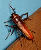 Insecto parecido a una cucaracha que es un personaje de un cuento de fogata y esta tratando de subir una pared