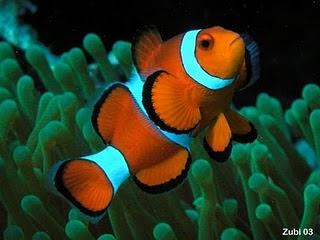 Clown Fish