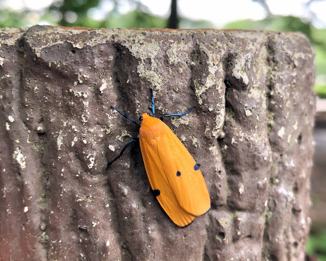 ヨツボシホソバ♀