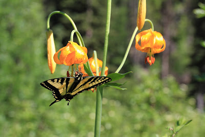 Papilio rutulus - Western Tiger Swallowtail on Lilium columbianum - Columbia Lily