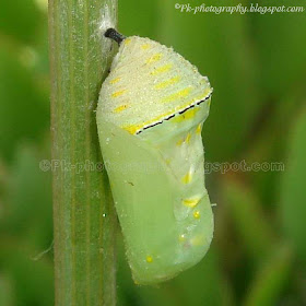 African Monarch Pupa