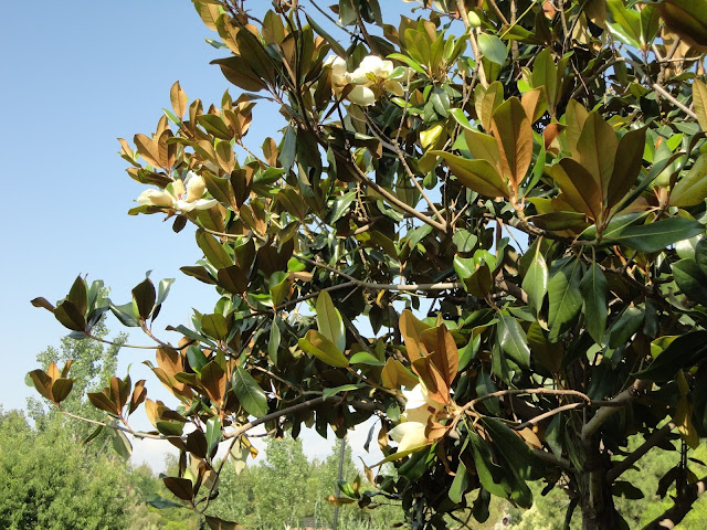 Manolya , Magnolia ,  Magnolia Grandiflora . büyük çiçekli manolya .