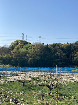 川崎市麻生区黒川の里山梨農場