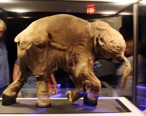 baby woolly mammoth, baby mammoth ice age, baby mammoth found in ice, Baby mammoth found in Russia,