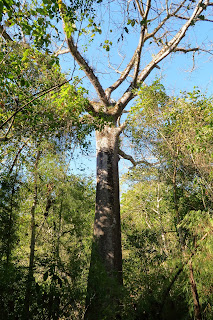 kapok tree