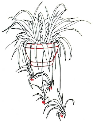 How to Draw a Spider Plant in 5 Steps