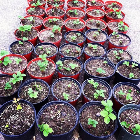 strawberry plant
