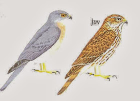 Gavilán de Nicobar Accipiter butleri