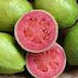 Best health benefits of eating Guava fruit