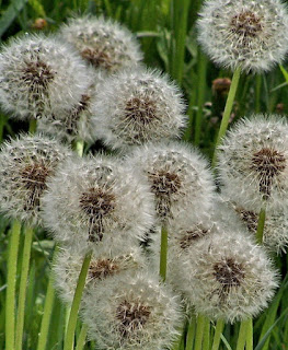 Photo of Seeded Dandelions by Rita Mezzela