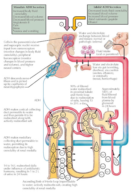 SECRETION AND ACTION OF VASOPRESSIN