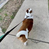 A white and brown dog out for a walk