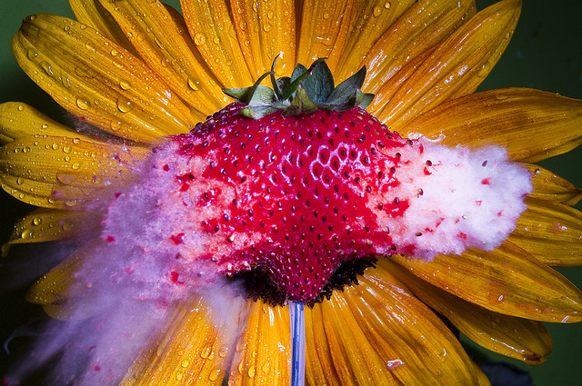 Sunberry or Strawflower