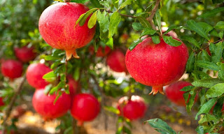 4 Interesting Facts About Growing Pomegranate Fruit Trees