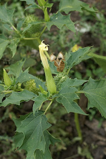 Datura officinal - Stramoine commune - Datura stramonium 