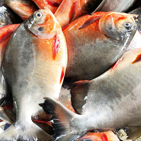 Biaya / Harga Supplier Jual Ikan Bawal Bibit & Konsumsi Jayapura, Papua