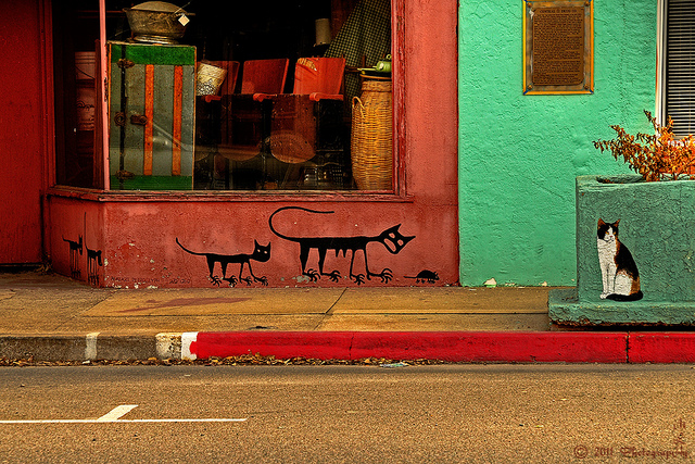 Cidade tem street art com pinturas de gatos
