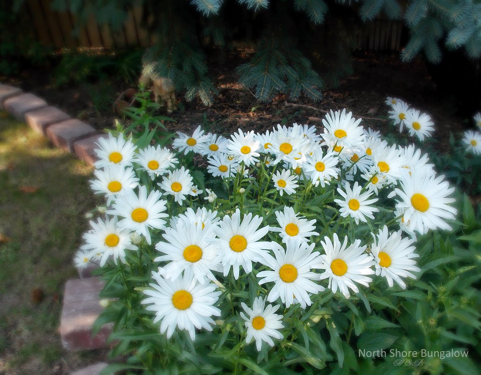 http://northshorebungalow.blogspot.com/2014/06/name-that-plant-and-around-my-garden.html