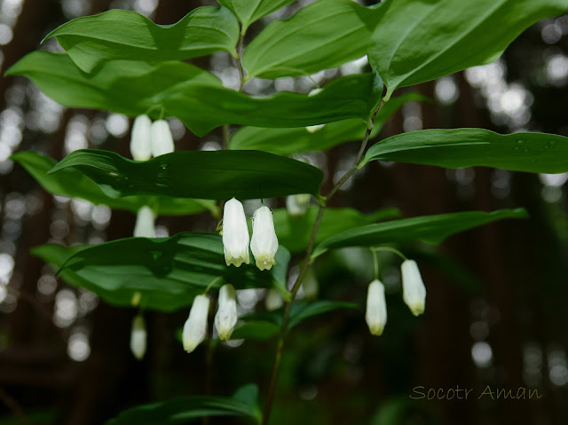 Polygonatum falcatum