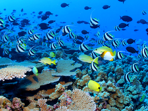  Karang Air Dingin Dan Lembah Bawah Laut Beresiko Info Karang Air Dingin Dan Lembah Bawah Laut Beresiko