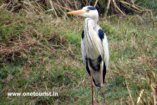 keoladeo national park , Bharatpur , rajasthan 