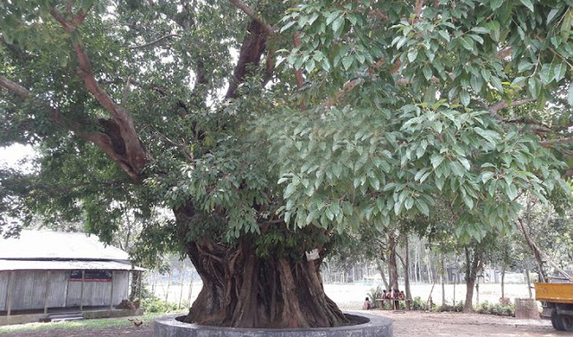 প্রায় ২’শত বছরের কালের সাক্ষী ঘাটাইলের ‘অচিন বৃক্ষ’