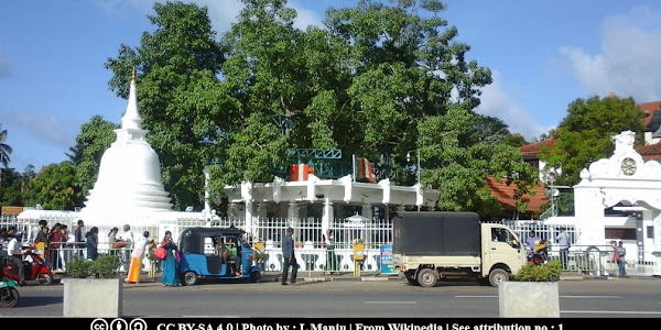 Matara Bodhiya | Tree of Kumaradasa and Kalidasa