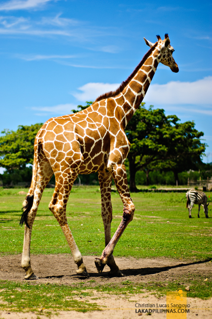 Giraffes at the Calauit Safari Park in Palawan