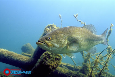 Largemouth Bass Underwater