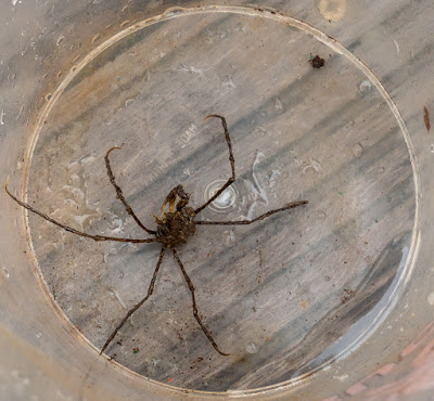 Photo of the tiny spider crab we caught in our prawn pot