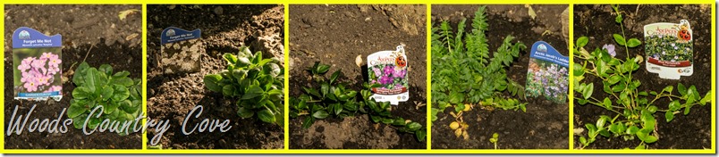 big tree perennial  plants 2016